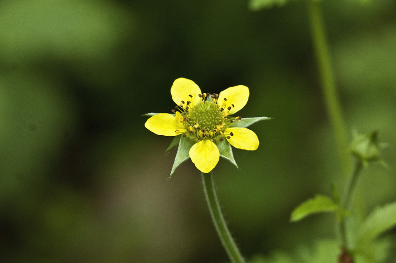 Geum urbanum / Cariofillata comune